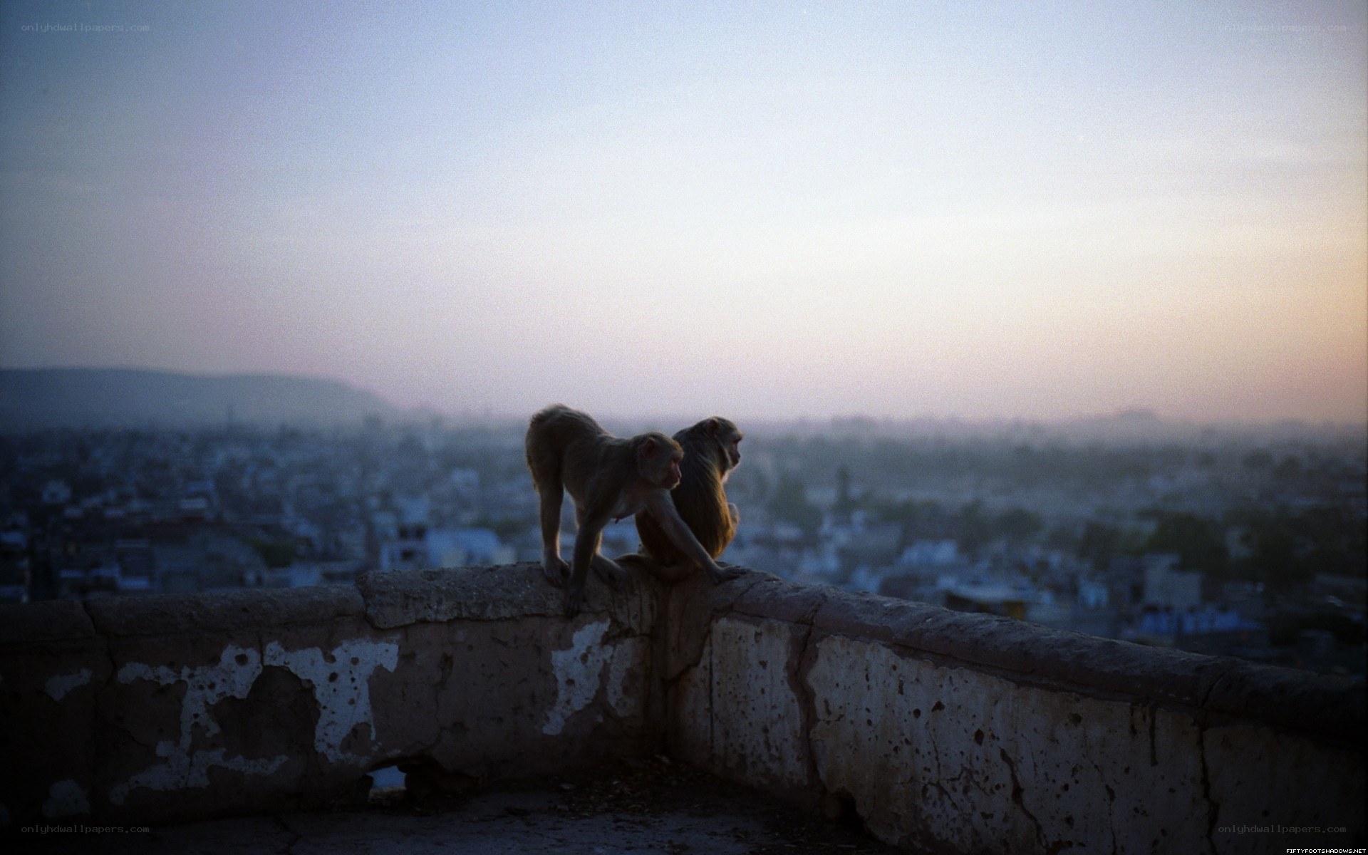 Monkeys on a rooftop at dusk