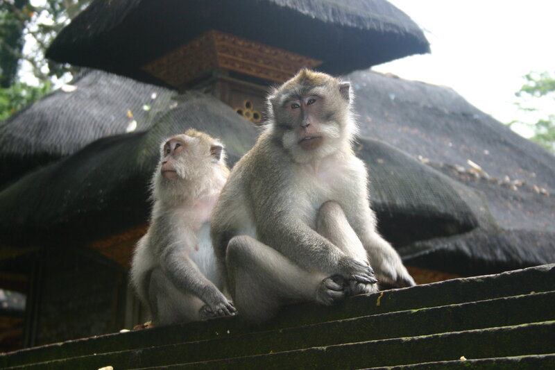 Monkeys on a temple roof