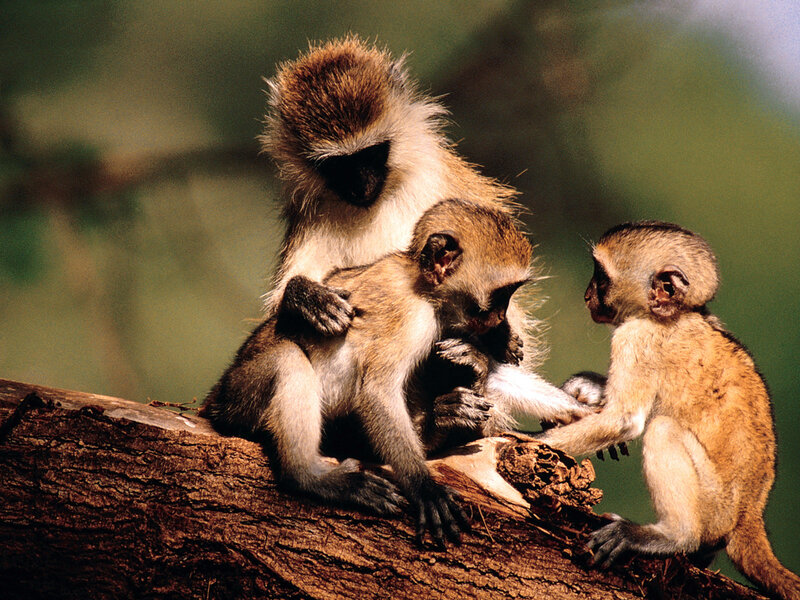 Monkeys on a Tree Branch — Brown