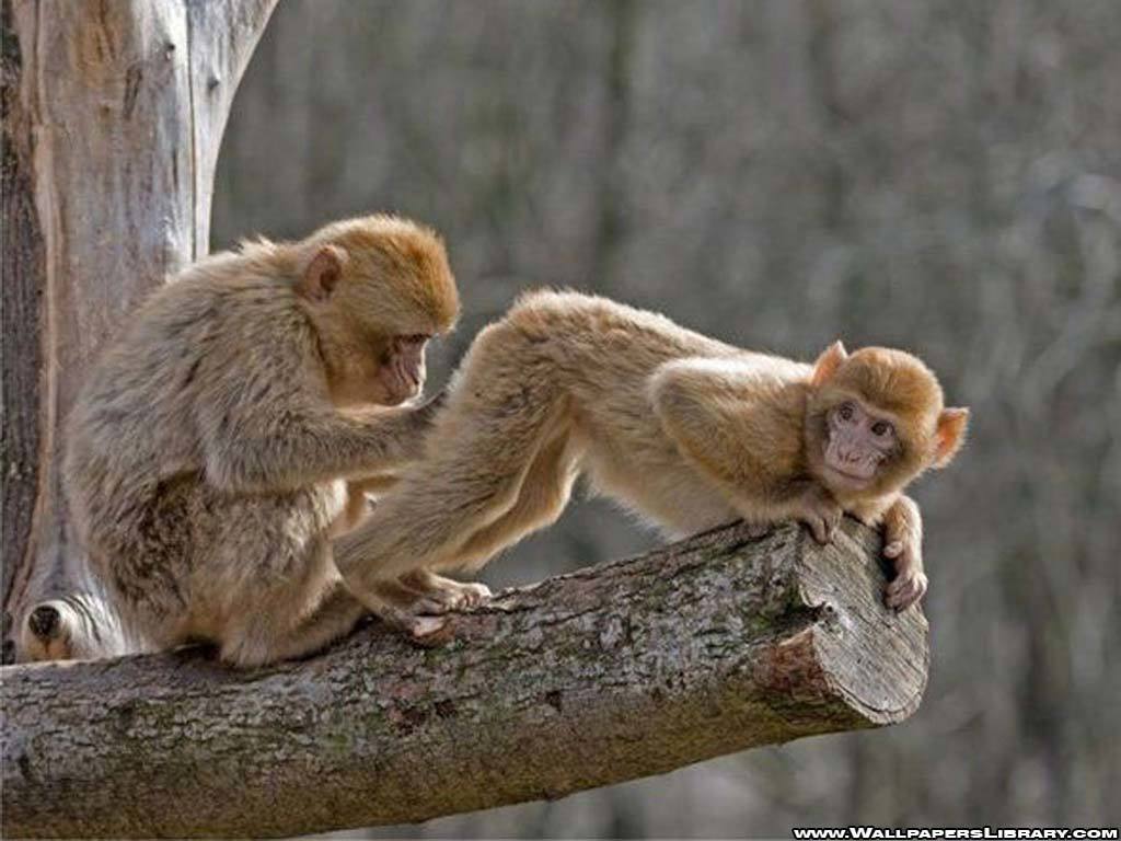 monkeys on a tree branch