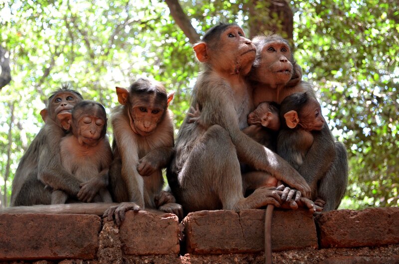 Monkeys on a Wall