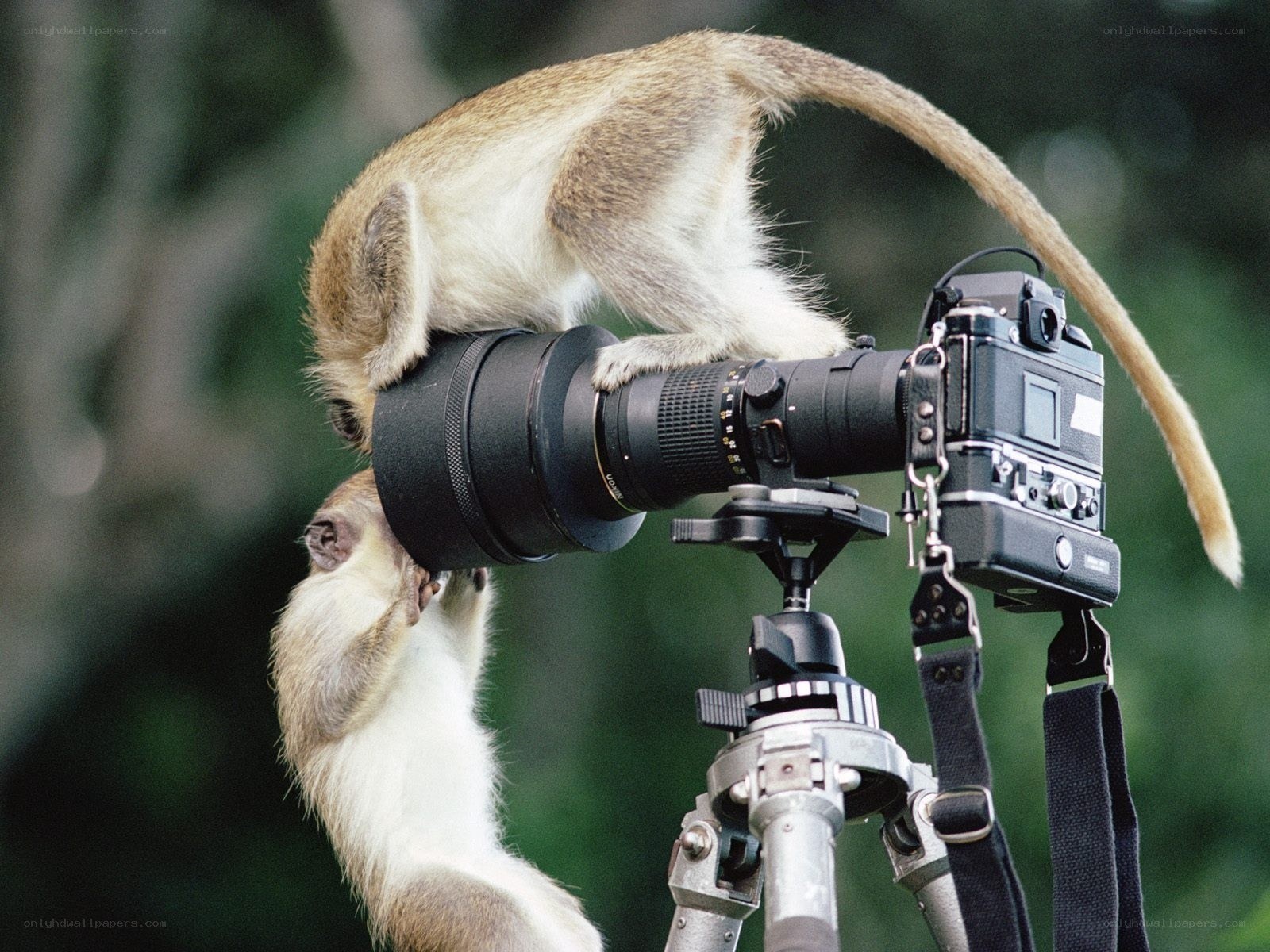 Monkeys on camera equipment