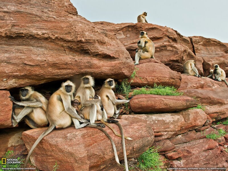 monkeys on red rocks
