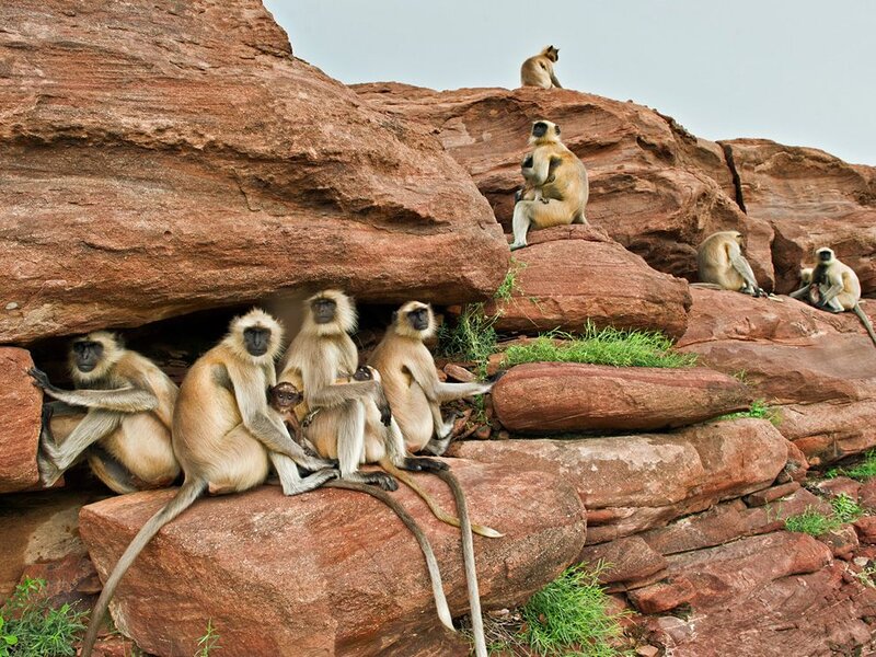 Monkeys on Rocks