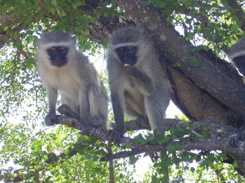 Monkeys on Tree Branch — Green