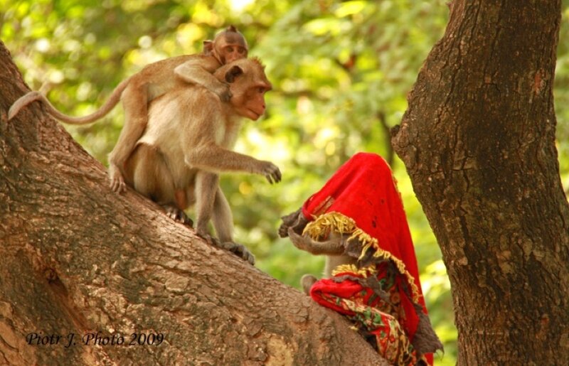 Monkeys on Tree Branch