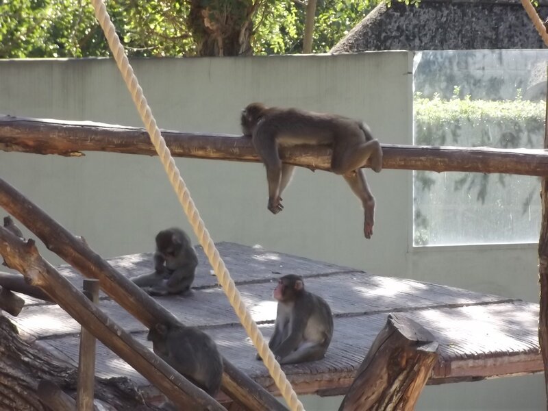 Monkeys on Wooden Structure