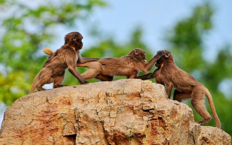 Monkeys playing on a rock