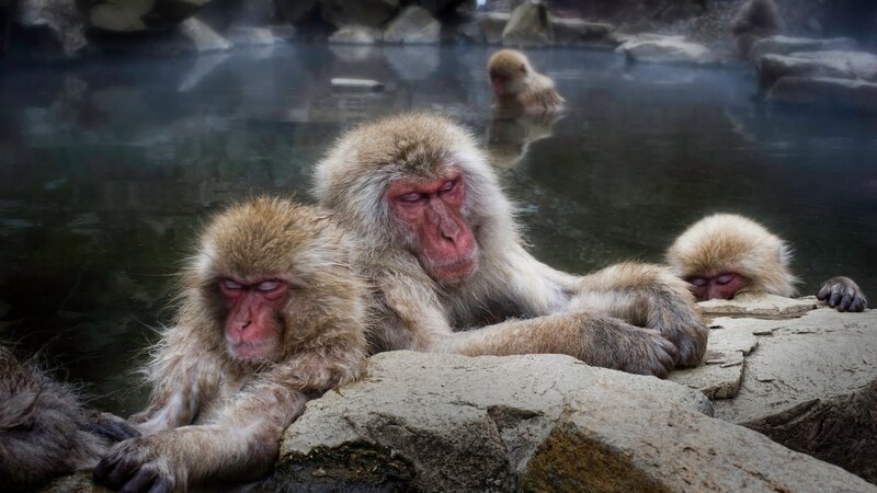 Monkeys relaxing in hot spring