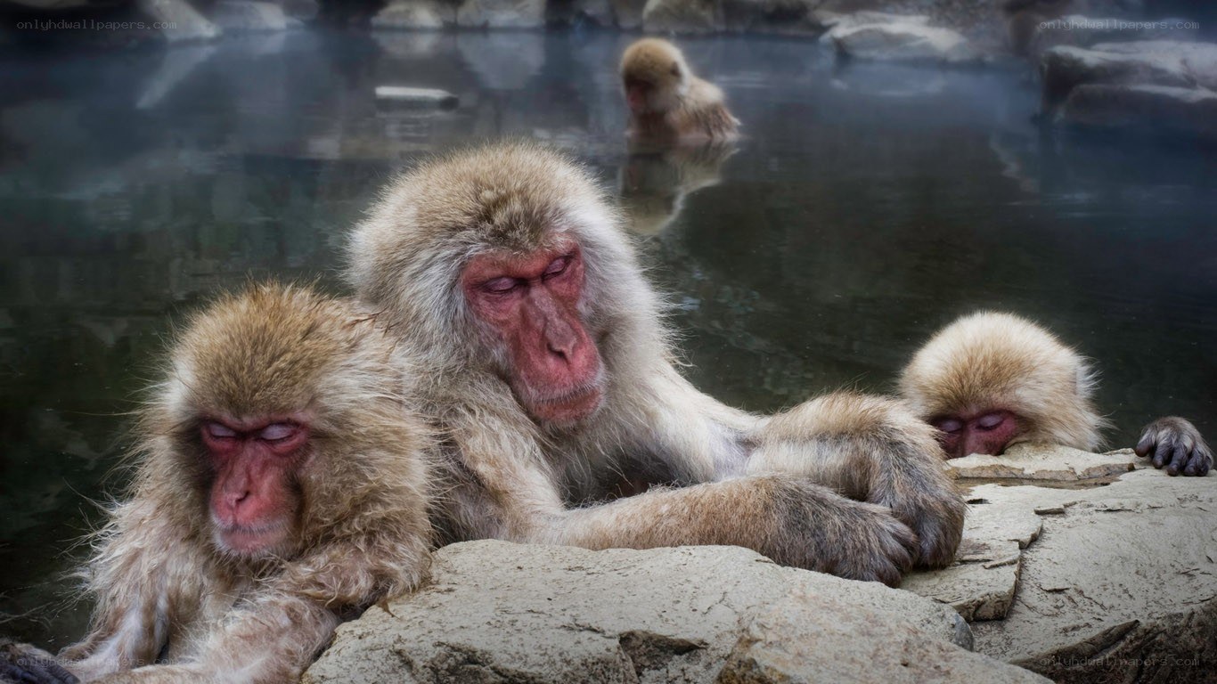 Monkeys relaxing in hot spring