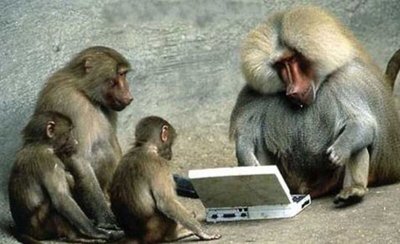 monkeys using a laptop