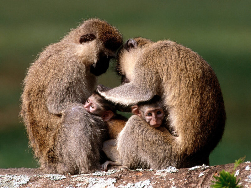 Monkeys with their babies