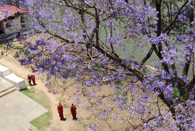 Monks under blooming tree