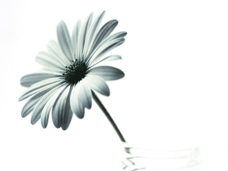 monochrome daisy in a vase