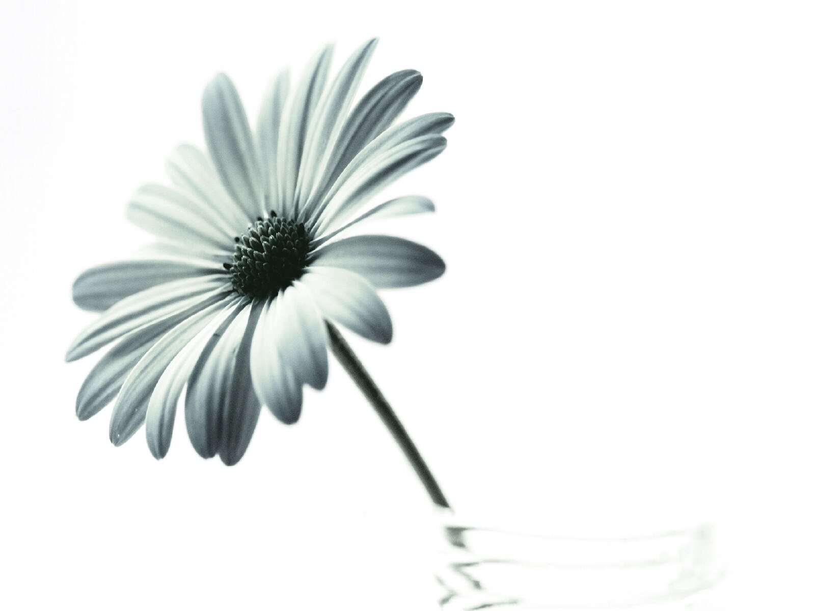 monochrome daisy in a vase