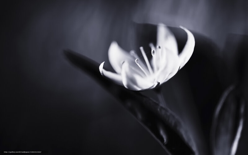 Monochrome flower bloom