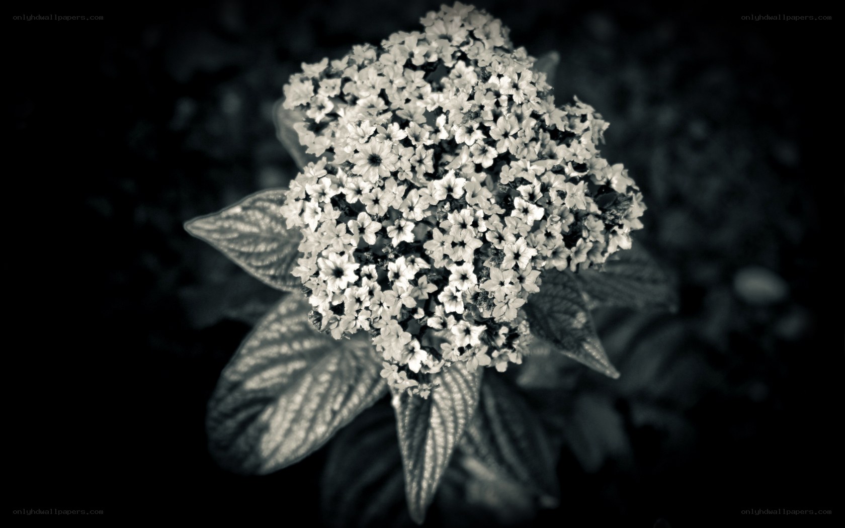 Monochrome flower cluster