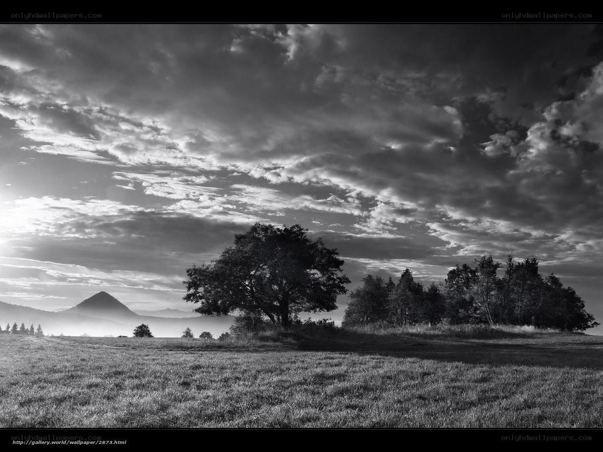 Monochrome landscape with trees