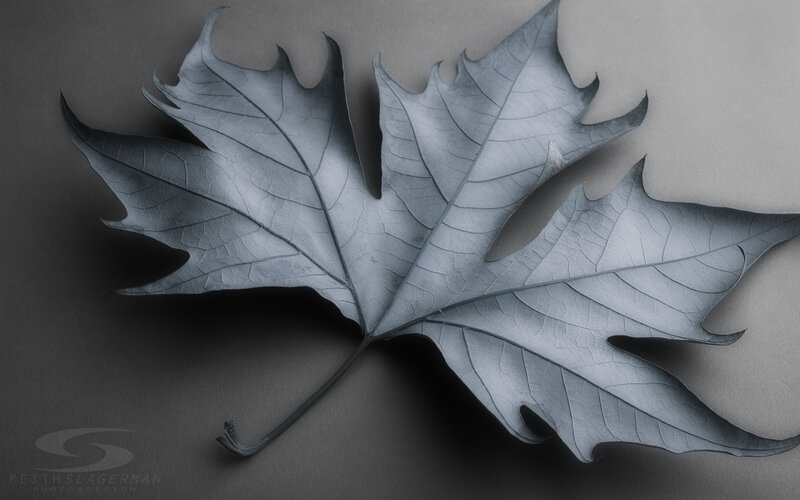 Monochrome maple leaf