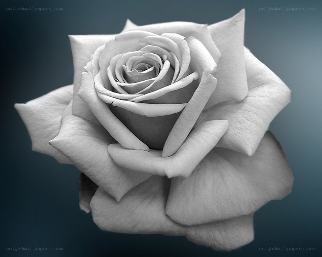 monochrome rose close-up