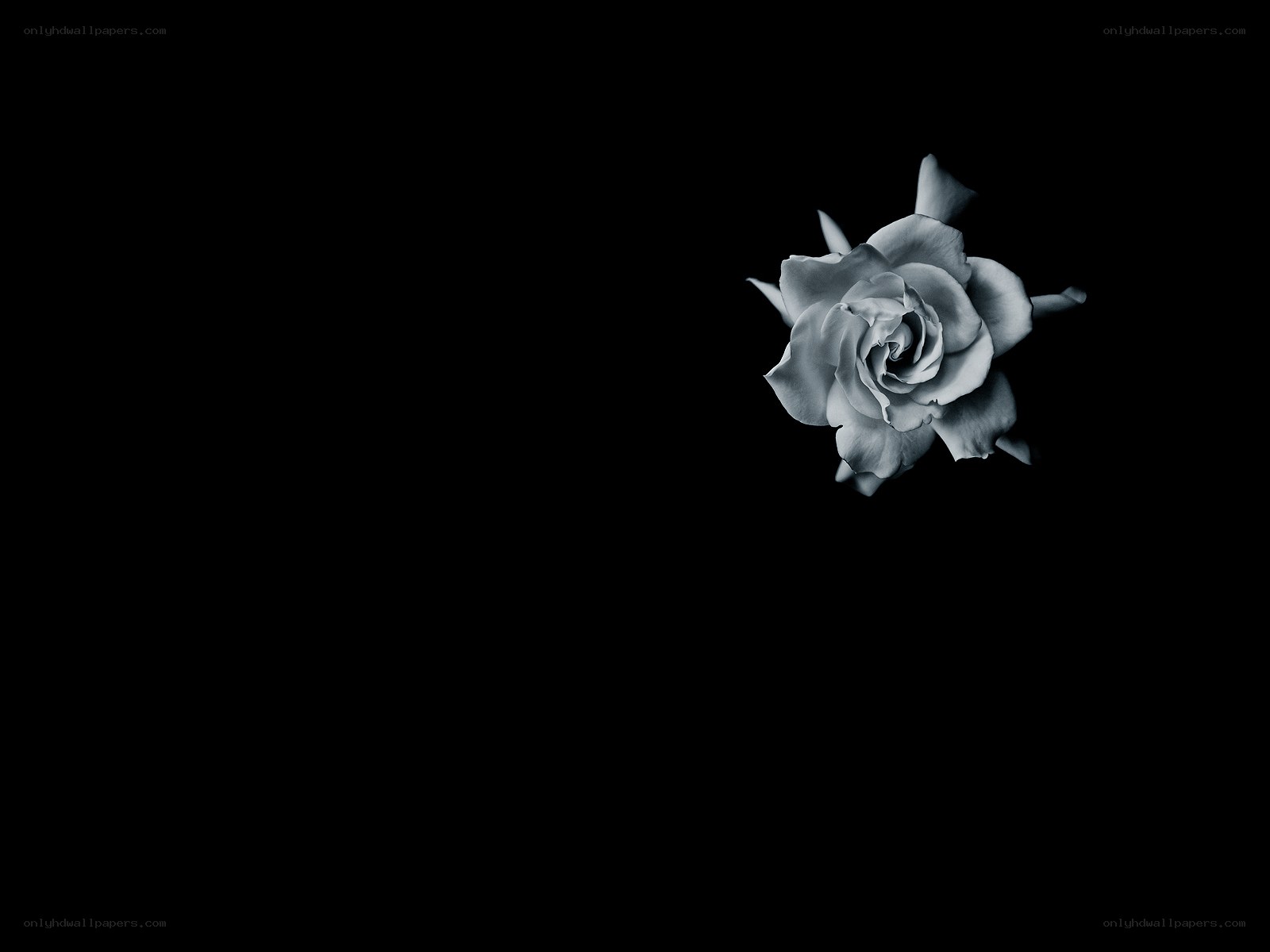 Monochrome rose on black