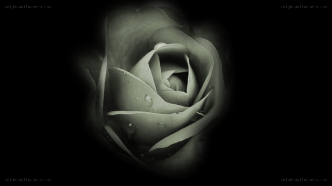 monochrome rose with dewdrops