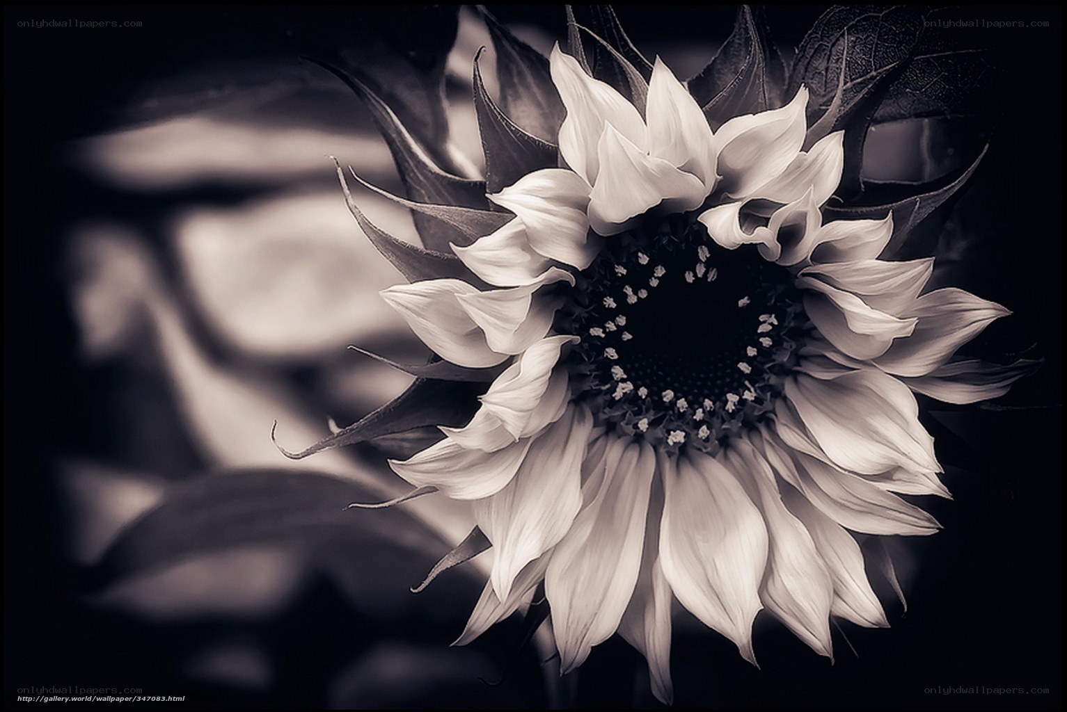 Monochrome sunflower close-up