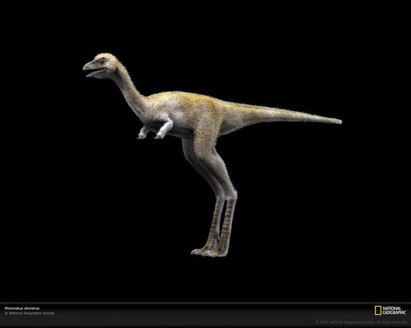 Mononykus olecranus dinosaur