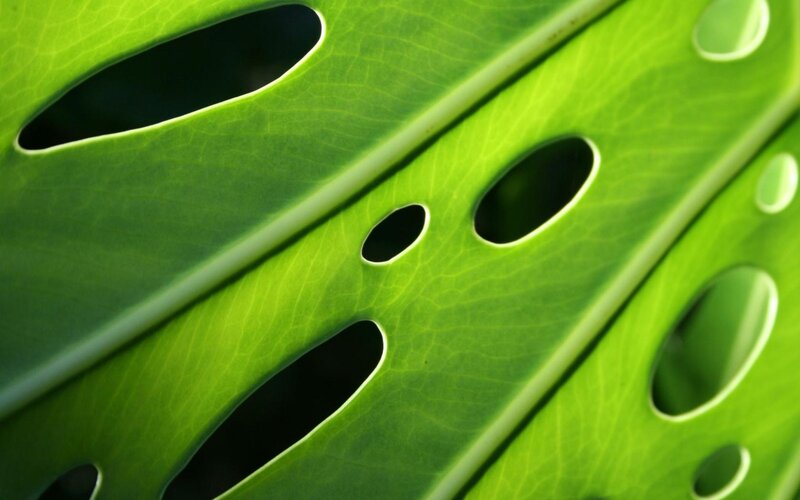 Monstera Leaf Close-up — Green, Natural