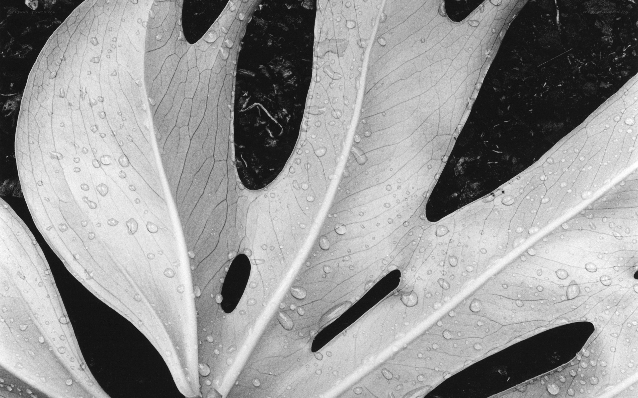 Monstera leaf with water droplets