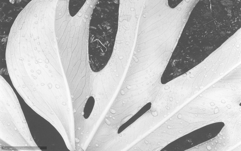 Monstera leaf with water droplets