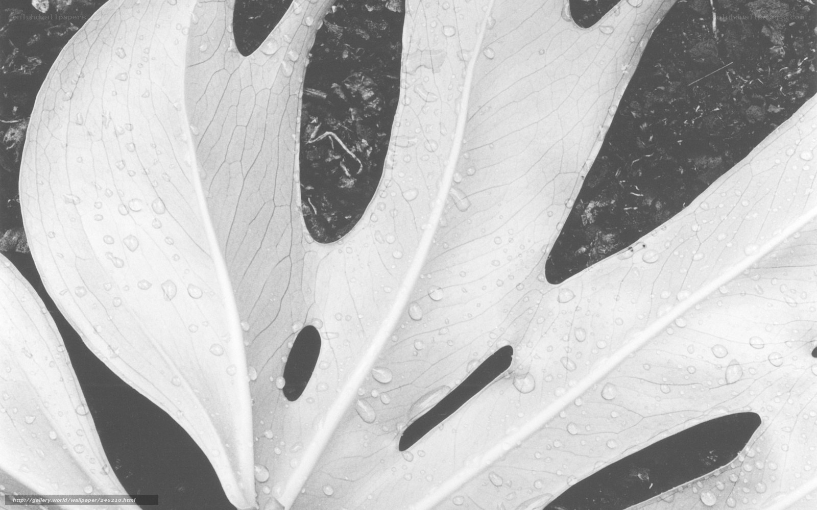 Monstera leaf with water droplets