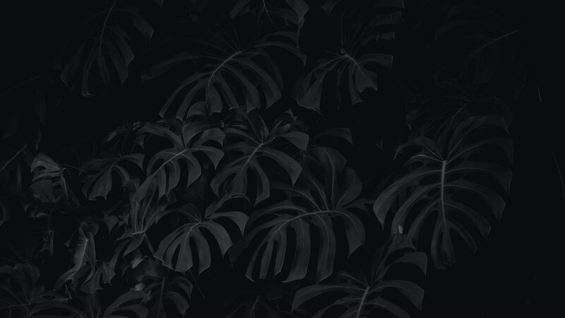 Monstera Leaves in Darkness
