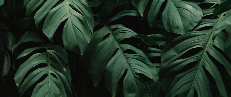 Monstera Plant Leaves — Green