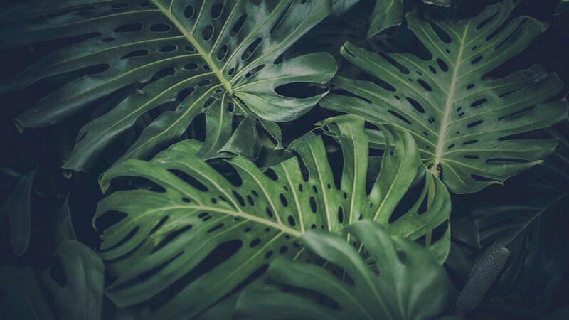 Monstera Plant Leaves