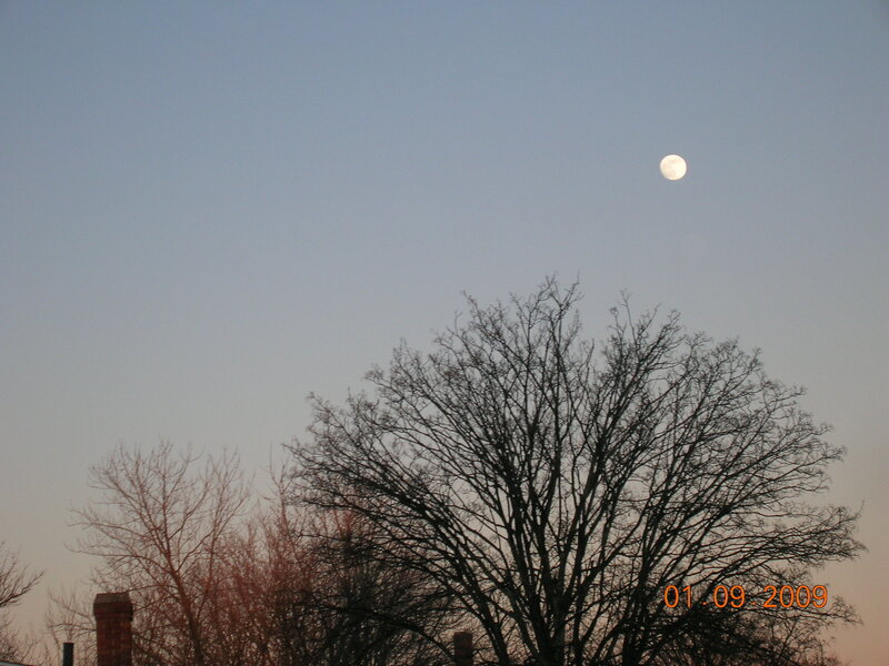 Moon Above Bare Trees — Blue