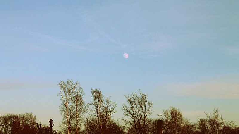 Moon Above Bare Trees