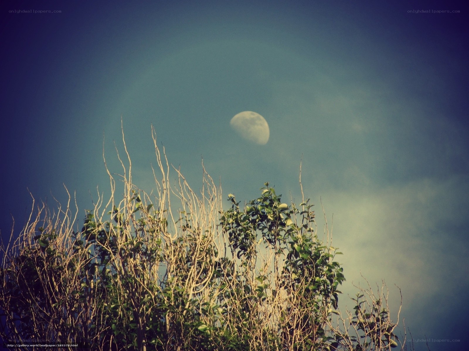 Moon above leafless branches