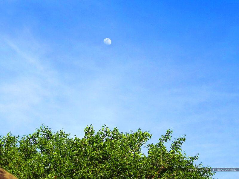 Moon Above Tree Canopy
