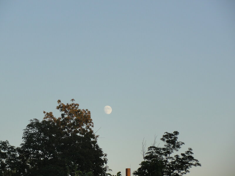 Moon above trees at dusk