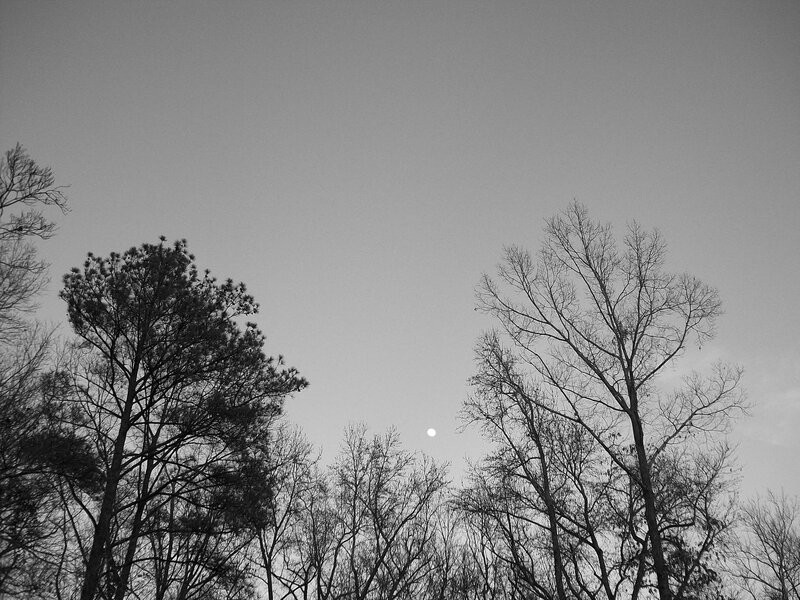 Moon Above Trees — Black