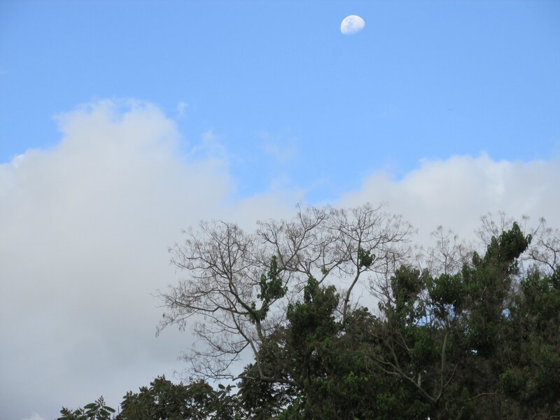 Moon Above Trees — Blue, Serene