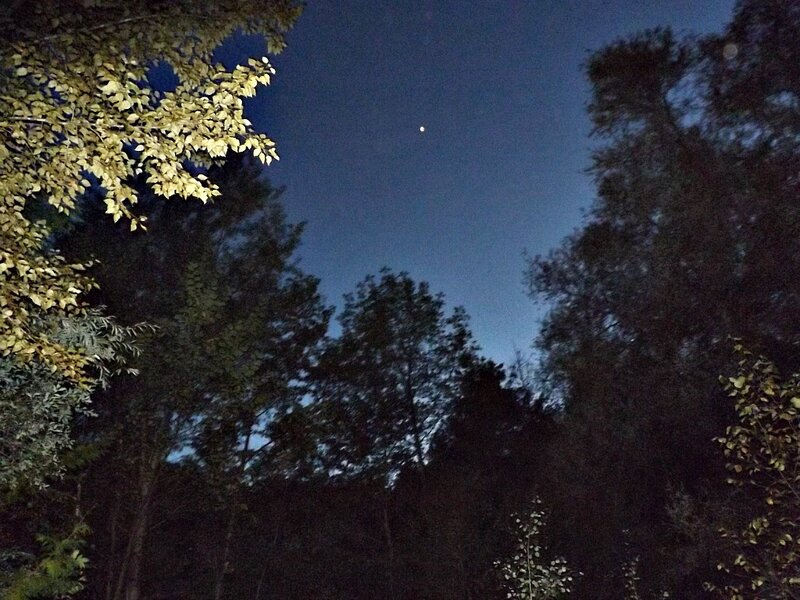 Moon Above Trees — Blue