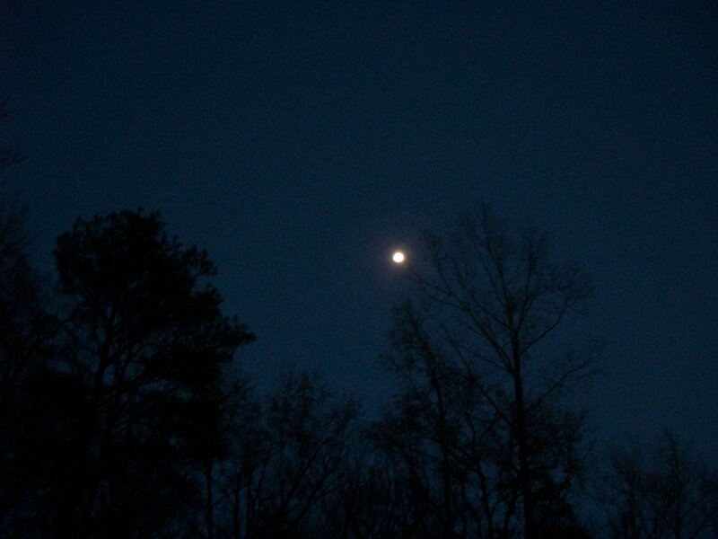 Moon Above Trees
