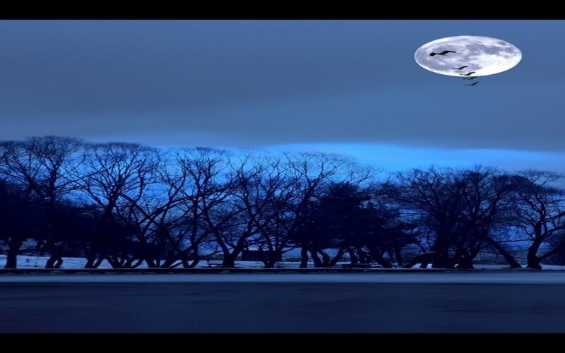 Moon and Birds in Night Sky