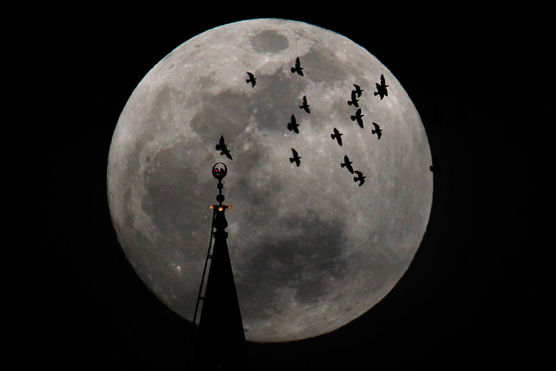 Moon and Birds