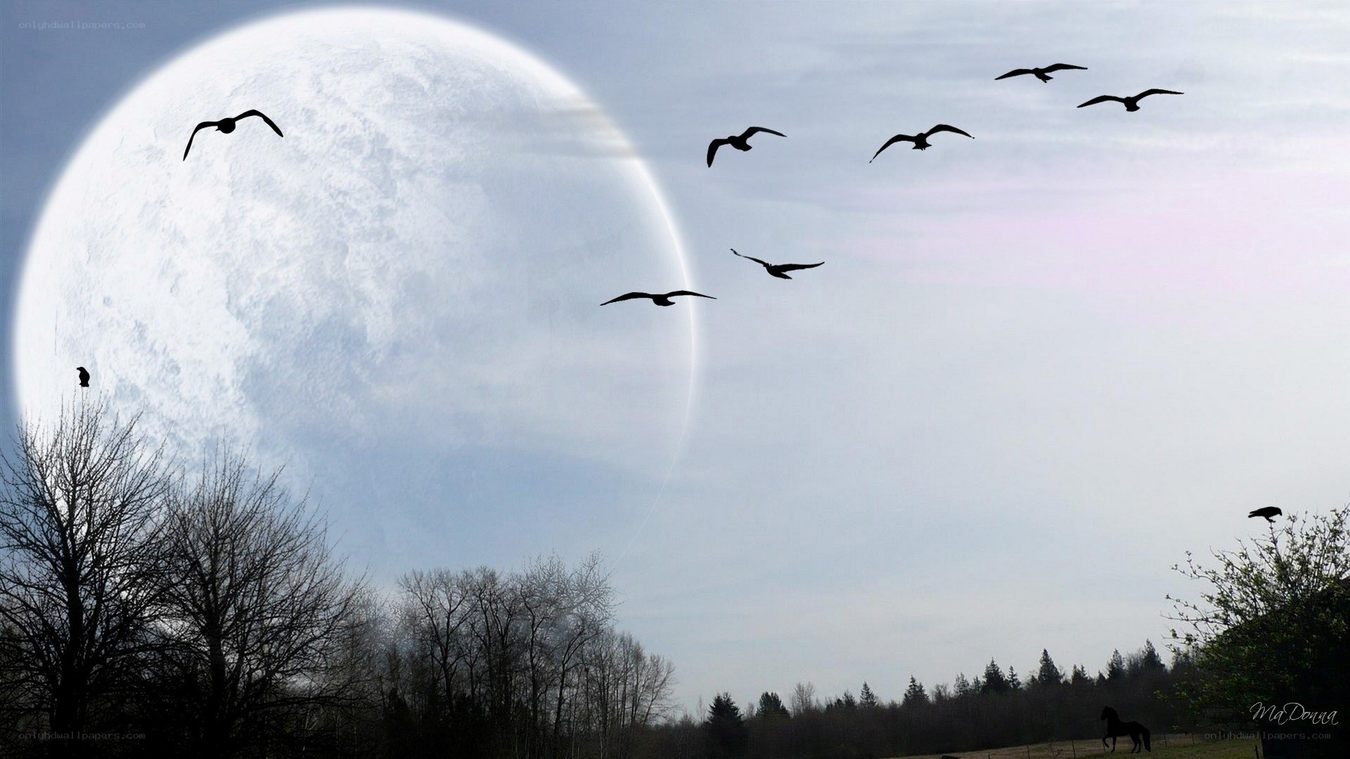 Moon and flying birds