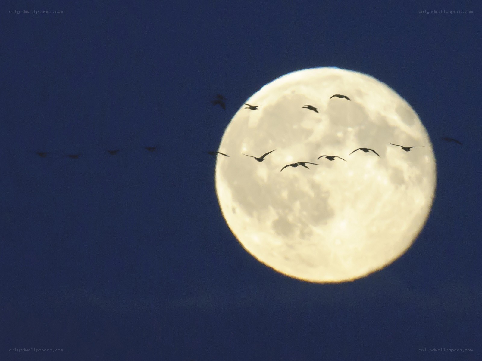 Moon and flying birds