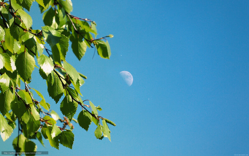 Moon and green leaves