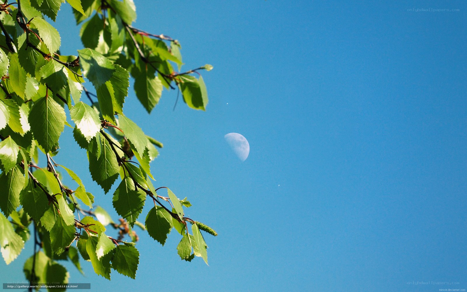 Moon and green leaves